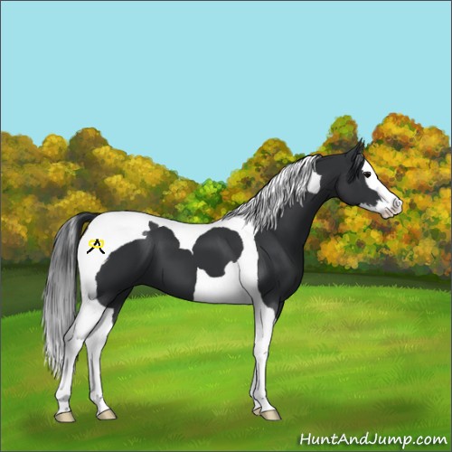 Horse Color:Black Splash Tobiano 