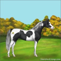 Horse Color:Black Splash Tobiano 