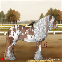Horse Color:White Spotted Chestnut Rabicano