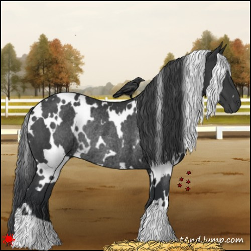 Horse Color:White Spotted Black Rabicano 
