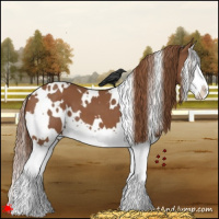 Horse Color:White Spotted Chestnut Splash 