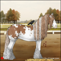 Horse Color:White Spotted Chestnut Splash 