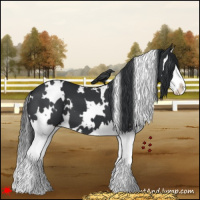 Horse Color:White Spotted Black Splash