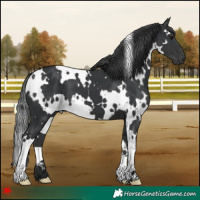 Horse Color:White Spotted Black 