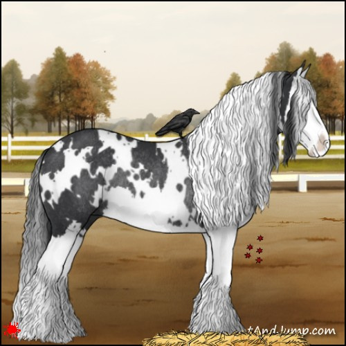 Horse Color:White Spotted Black Splash Rabicano 