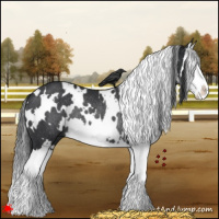 Horse Color:White Spotted Black Splash Rabicano