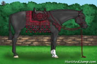Horse Color:Black 