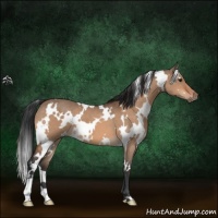 Horse Color:White Spotted Bay Dun