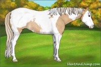 Horse Color:Palomino Roan Splash Tobiano Snowcap 