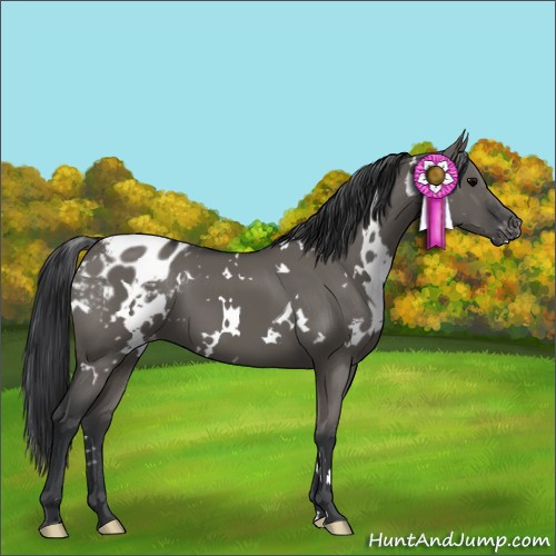 Horse Color:White Spotted Grullo Appaloosa 