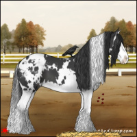 Horse Color:White Spotted Black Splash Appaloosa