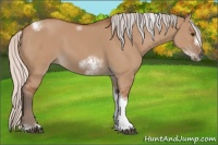 Horse Color:Silver Bay Dun Sabino Tobiano Frame Rabicano 