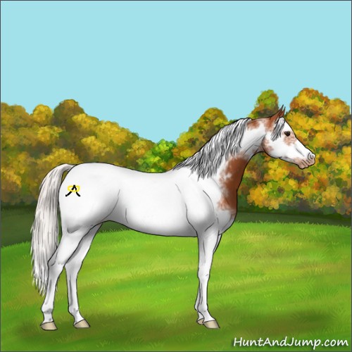 Horse Color:Silver Bay Splash Tobiano Frame Blanket