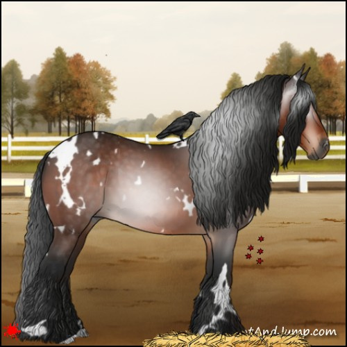 Horse Color:Gray White Spotted Bay 