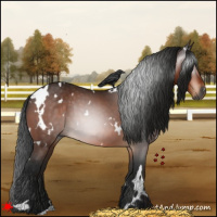 Horse Color:Gray White Spotted Bay