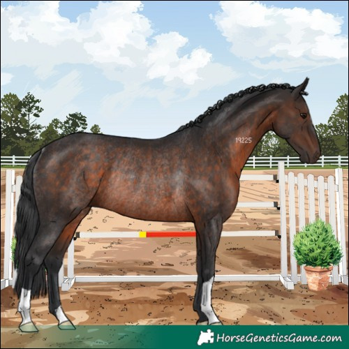 Horse Color:Brown Rabicano 