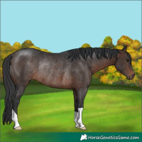 Horse Color:Brown Rabicano 