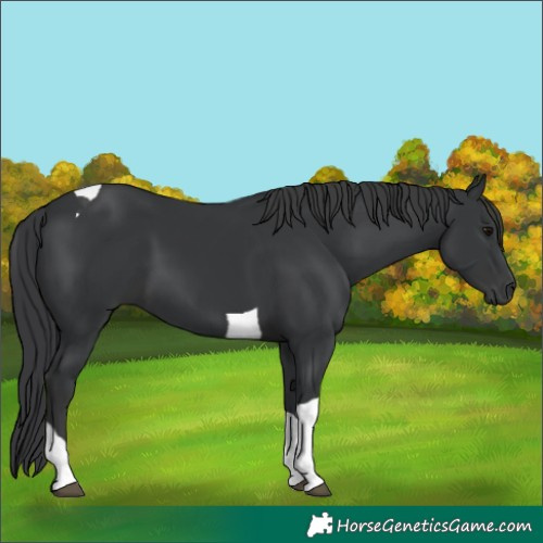 Horse Color:Black Tobiano 