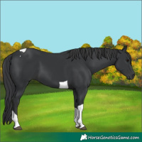Horse Color:Black Tobiano 