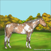 Horse Color:White Spotted Silver Bay Dun 