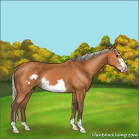 Horse Color:Silver Bay Frame 