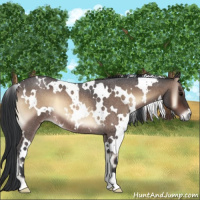 Horse Color:White Spotted Brown Roan Onyx 