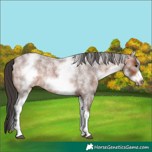Horse Color:White Spotted Bay Roan Frame