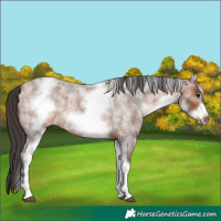 Horse Color:White Spotted Bay Roan Frame 