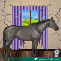 Horse Color:Grullo 