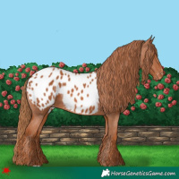 Horse Color:Chestnut Appaloosa 