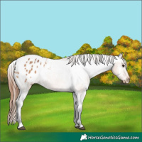 Horse Color:White Spotted Bay Dun Appaloosa 