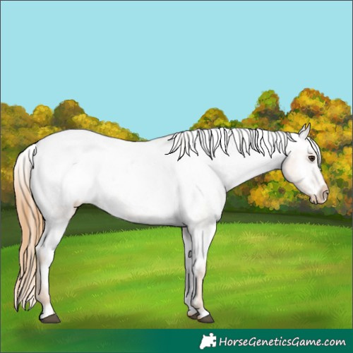Horse Color:Red Roan Appaloosa 