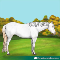 Horse Color:Red Roan Appaloosa 