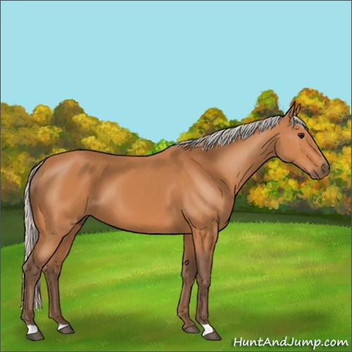 Horse Color:Silver Bay