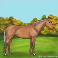 Horse Color:Silver Bay 