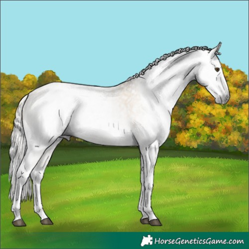 Horse Color:Gray White Spotted Palomino Roan Dun Rabicano and Gray White Spotted Buckskin Dun Rabicano