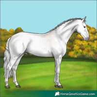 Horse Color:Gray White Spotted Palomino Roan Dun Rabicano  and Gray White Spotted Buckskin Dun Rabicano 