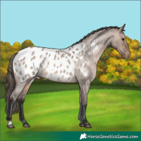 Horse Color:Brown Roan Dun Appaloosa 