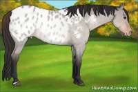 Horse Color:Brown Roan Dun Appaloosa