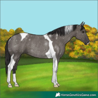 Horse Color:Smoky Grullo Tobiano Rabicano