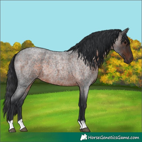 Horse Color:Brown Roan Rabicano 