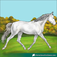 Horse Color:Perlino Roan Dun Splash Tobiano 