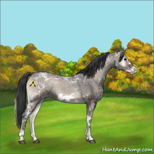 Horse Color:Blue Onyx Ice Frame 
