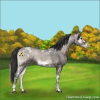 Horse Color:Blue Onyx Ice Frame 