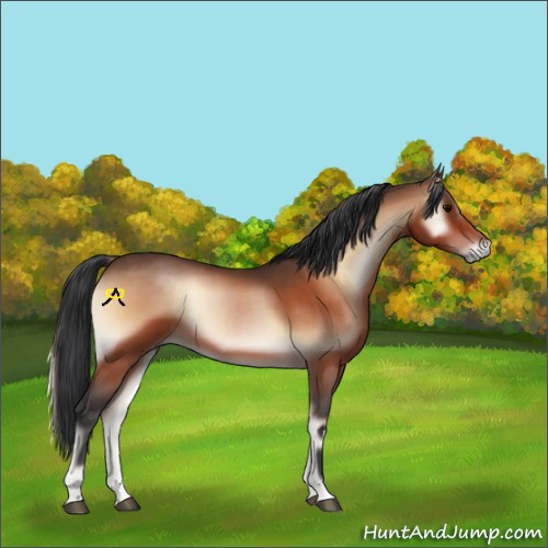 Horse Color:Bay Onyx 