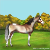 Horse Color:Bay Onyx Splash Tobiano Rabicano