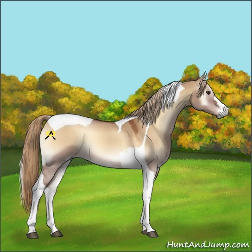 Horse Color:Red Dun Onyx Tobiano