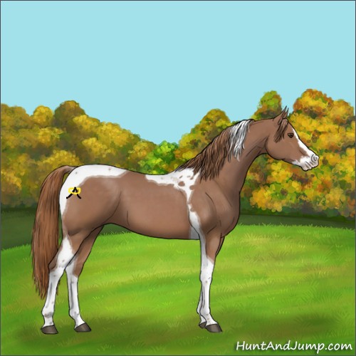 Horse Color:Chestnut Sabino Splash Tobiano