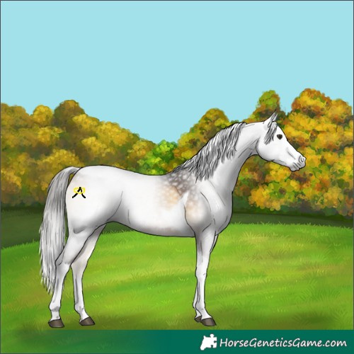 Horse Color:Gray Red Onyx Splash Tobiano 