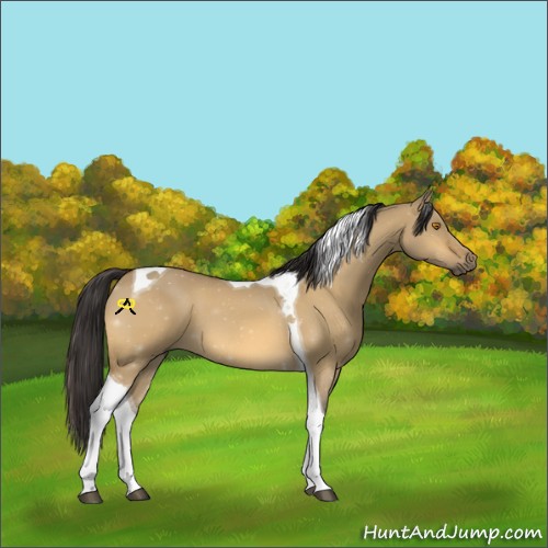 Horse Color:Buckskin Dun Tobiano 
